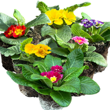 Primrose Growers Selection