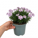 1 Iberis Mermaid Lavender Candytuft Plant, Evergreen Perennial Ground Cover, 2 Litre Root Ball