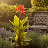 1 Canna Tropicanna Gold Plant, Hardy Tropical Perennial, Outdoor Garden Ready, 3 Litre Root Ball