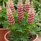 1 Lupin Legendary Rose Shades Plant, Hardy Perennial, Garden Ready, 3 Litre Root Ball