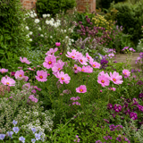 Set of 3 or 6 Large Plants - Cosmos Apollo Pink, Ready to Plant in Your Garden, Peat-Free