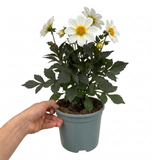 1 Large Plant - Dahlia Dahlegria White, Ready to Plant in Your Garden, 3L Pot