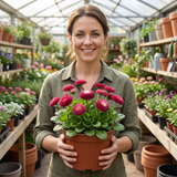1 Bellis Habanera Rose Pink Double Daisy Plant, Hardy Perennial Spring Bedding, 2Ltr Root Ball