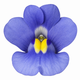 1 Large Plant - Nemesia Nuvo Blue 180, Outdoor Garden Ready, 2L Pot