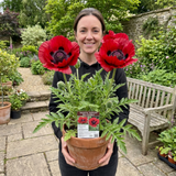 1 Oriental Papaver Red Rumble, Hardy Perennial Red Poppy Plant, Summer Flowering, 3L Root Ball