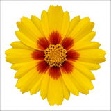 1 Coreopsis Solar Jewel Live Perennial Plant, Hardy Summer Flowering Garden, 3 Litre Root-Ball