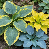 Set of 3 or 6 Large Hosta Growers' Mix Plants, Outdoor Garden Ready Hardy Shade Perennials, 1 Litre Root Ball