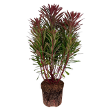 Euphorbia Miners Merlot