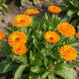 Set of 3 or 6 Garden Ready Plants – Calendula ‘Fiesta Orange’, Ready to Plant