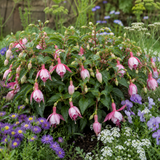 1 Large Plant - Fuchsia Bush Patio Princess, Outdoor Garden Ready, 5L Pot