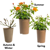 Rose - Bush - Orange