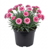 1 Cottage Pinks Dianthus Sugar Raspberry Plant, Hardy Summer Flowering Perennial, 17cm Root-Ball