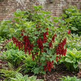 1 Redcurrant Jonkheer Van Tets Fruit Bush, Hardy Outdoor Garden Ready, 2 Litre Root Ball