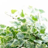 Hedera Helix Gold Variegated