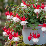 3 Trailing Fuchsia Sir Matt Busby Plants, Red & White, 10.5cm Pots, Summer Bedding