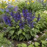1 Large Plant - Salvia Sangoons Black & Bloom, Ready to Plant in Your Garden, 5L