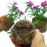 Dianthus Violet Picotee