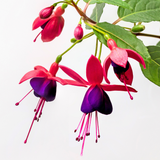 Fuchsia Dollar Princess