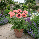 Set of 3 or 6 Papaver Orientale Garden Gnome Victoria Louise Plants, Hardy Perennial Oriental Poppy, Outdoor Garden Ready, 1 Litre Root-Ball