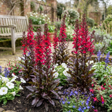Set of 3 or 6 Lobelia Starship Bronze Leaf Upright Hardy Perennial Plants, Garden Ready, 1 Litre Root Ball