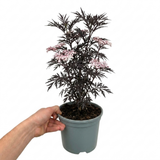 1 Sambucus Nigra Laced Up Plant, Ornamental Elderberry Hardy Perennial Shrub, 19cm Root-Ball