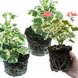 Set of 3 or 6 Large Plants - Geranium Pelgardini Frank Headly, Ready to Plant in Your Garden