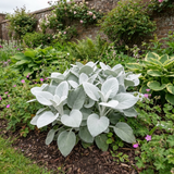 1 Senecio Angel Wings Plant, Hardy Silver Foliage Perennial, Outdoor Garden Ready, 2L Root-Ball