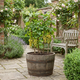 1 Grape Vine Vitis Exalta White Plant, Hardy Outdoor Garden Ready, 3 Litre Root-Ball