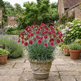 1 Carnation Capitan Diaz Dianthus Plant, Outdoor Hardy Summer Flowering Garden Perennial, 2Ltr Root-Ball