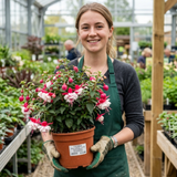 1 Fuchsia Alice Hoffman Hardy Perennial Flowering Plant, Outdoor Garden Ready, 3 Litre Root-Ball