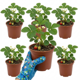 Set of 3 or 6 Large Plants - Strawberry Delizz Variety, Outdoor Garden Ready, 1L