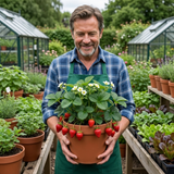 Set of 3 or 6 Large Plants - Strawberry Delizz Variety, Outdoor Garden Ready, 1L
