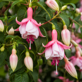 1 Large Plant - Fuchsia Bush Patio Princess, Outdoor Garden Ready, 5L Pot