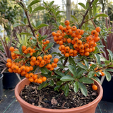 1 Pyracantha Orange Glow Firethorn Plant, Evergreen Fast Growing Climbing Hedge Shrub, 2L Root-Ball