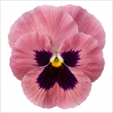 3 Hardy Pansy Plants Pink with Blotch, Garden Ready Spring & Autumn Flowering, 3Ltr Root Ball