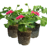 Set of 3 or 6 Large Plants - Geranium Calliope Rose Splash, Ready to Plant in Your Garden