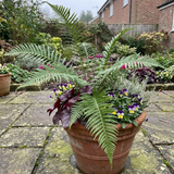 Set of 3 or 6 Dryopteris Linearis Polydactyla Male Fern Plants, Hardy Shade Loving Perennial Ferns, Garden Ready, 1 Litre Root-Ball