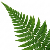 Set of 3 or 6 Soft Shield Fern Polystichum Setiferum Plants, Hardy Evergreen Shade Perennials, 1 Litre Root-Ball