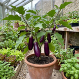Set of 3 or 6 Large Plants - Grow Your Own Aubergine Galine, Outdoor Garden Ready
