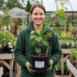 1 Grape Vitis Attiki Black Grapevine Plant, Hardy Outdoor Garden Ready, 3 Litre Root Ball