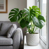 1 Monstera Deliciosa - Swiss Cheese Plant Houseplant, Live Indoor Tropical Plant, 3 Litre Root Ball