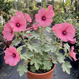 1 Lavatera Bredon Springs Tree Mallow, Hardy Pink Flowering Perennial Garden Shrub, 2L Root Ball