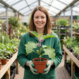 Set of 3 or 6 Large Plants - Grow Your Own Aubergine Meatball, Outdoor Garden Ready