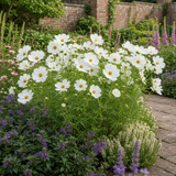 1 Large Plant - Cosmos Apollo White, Ready to Plant in Your Garden, 5L Pot