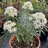 1 Large Plant - Choisya Snow Flurries, Ready to Plant in Your Garden, 3L Pot