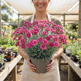 1 Cottage Pinks Dianthus Sugar Raspberry Plant, Hardy Summer Flowering Perennial, 17cm Root-Ball