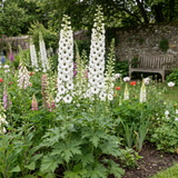 Set of 3 or 6 Delphinium Pacific Giants Galahad Hardy Perennial Plants, Tall Cottage Garden Flowers, Outdoor Garden Ready, 1 Litre Root-Ball