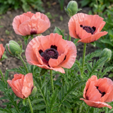 Set of 3 or 6 Papaver Orientale Garden Gnome Victoria Louise Plants, Hardy Perennial Oriental Poppy, Outdoor Garden Ready, 1 Litre Root-Ball