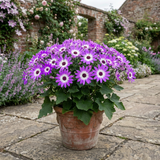 1 Senetti Violet Bicolour Pericallis Plant, Summer Flowering Patio Ready, 6.5 Litre Root Ball
