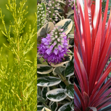 Set of 3 or 6 Container Middles Plants - Cupressus Wilma, Cordyline Red Star & Hebe Varigata
